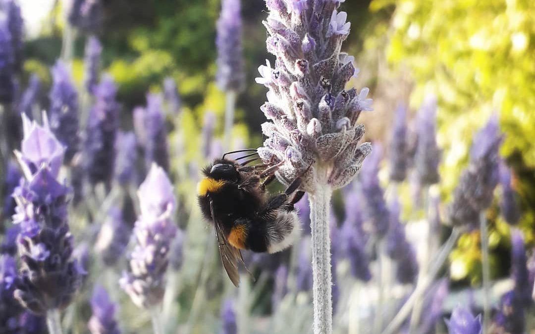 LAVANDULA STOECHAS