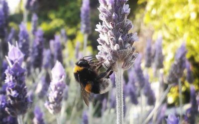 LAVANDULA STOECHAS