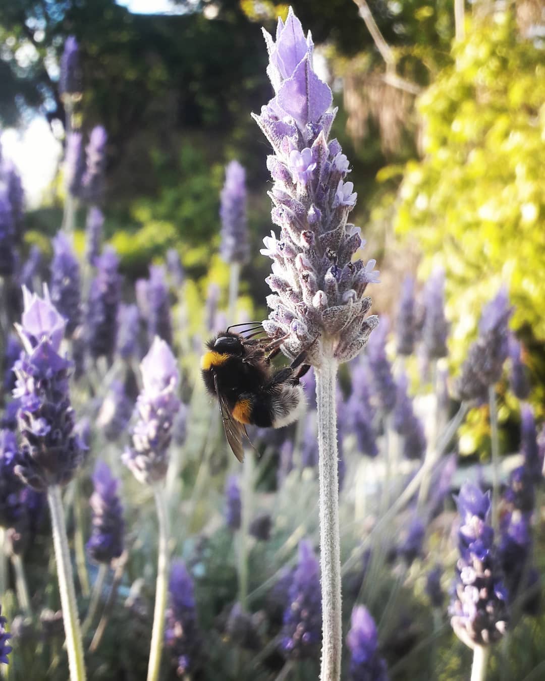 Abeja en lavanda Cosmética natural