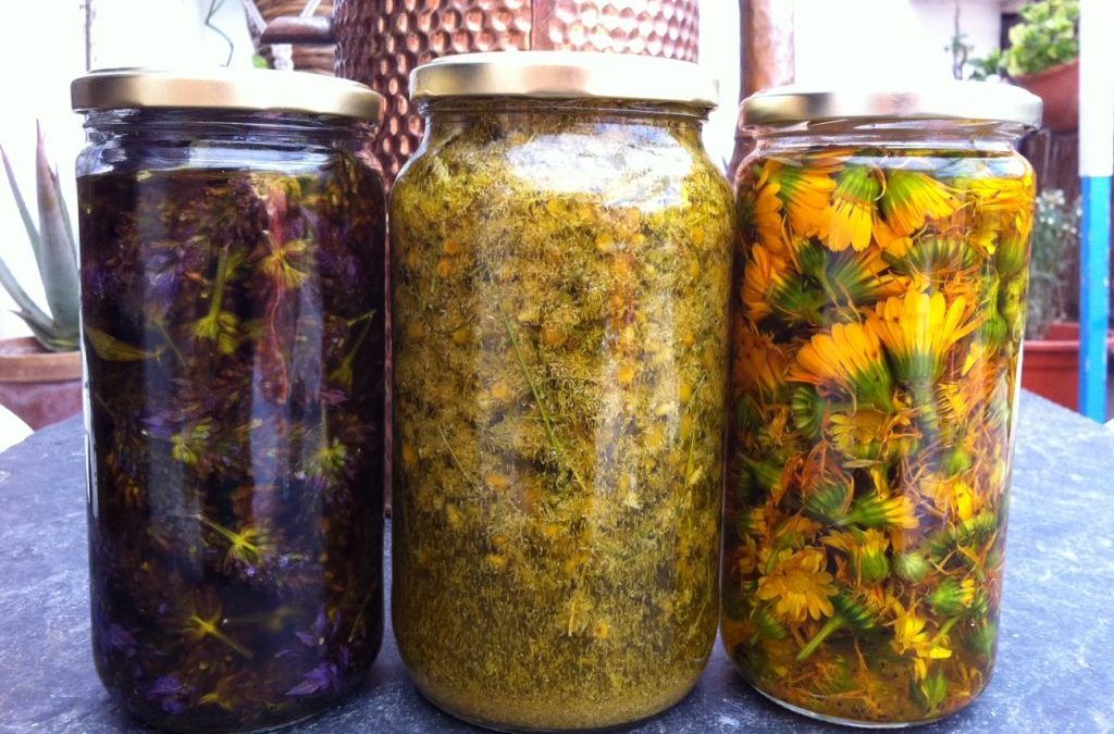EXTRACTOS OLEOSOS DE PLANTAS
