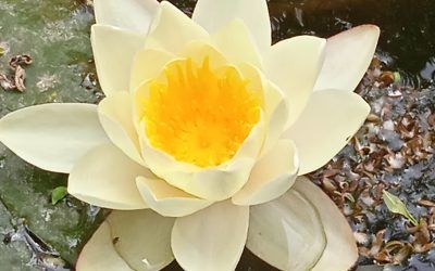 FLOR DE LOTO
