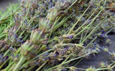 BOTÁNICA Y ASTROLOGIA. LAVANDA Y MERCURIO