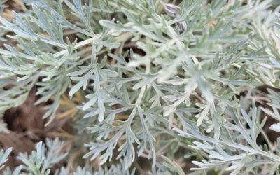 EL PODER DEL AJENJO -ARTEMISIA ABSINTHIUM- *SAMHAIN*